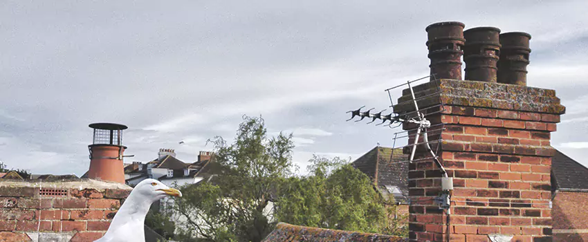 Chimney Cleaning And Restoration in Brenham, Texas